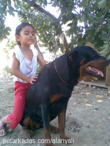 beylees Dişi Rottweiler