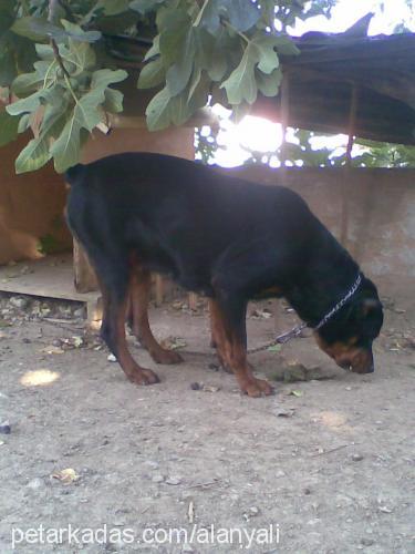 beylees Dişi Rottweiler