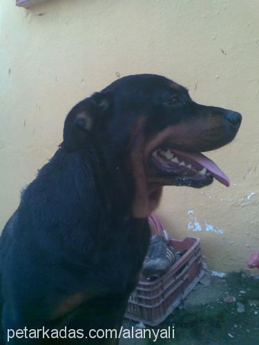 beylees Dişi Rottweiler