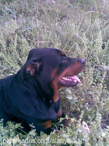 beylees Dişi Rottweiler