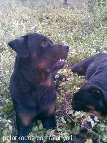 beylees Dişi Rottweiler