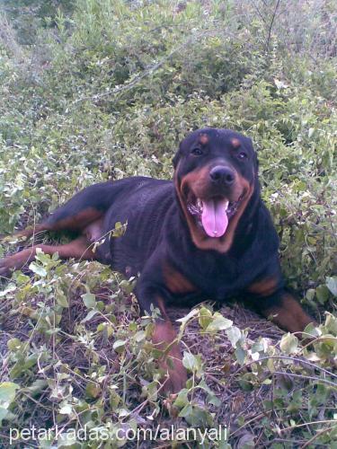 beylees Dişi Rottweiler