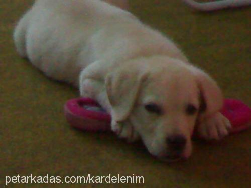 hera Dişi Labrador Retriever