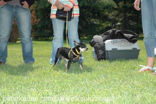 pumbha Erkek Minyatür Pinscher