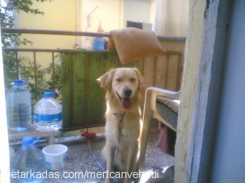 badi Erkek Golden Retriever