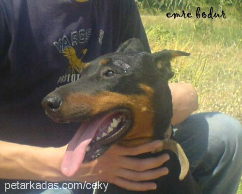 kontes Dişi Doberman Pinscher