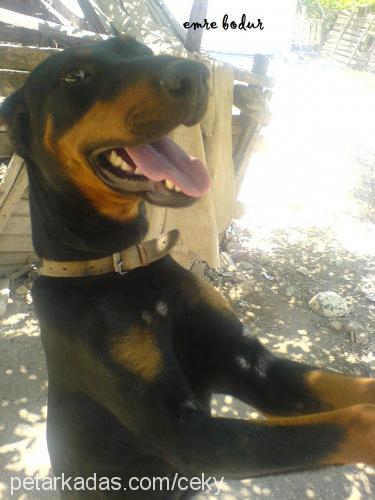 kontes Dişi Doberman Pinscher