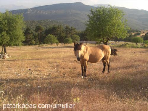 bulut Erkek 