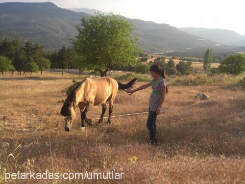 bulut Erkek 