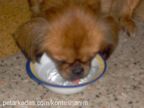 kontes Dişi Tibetli Spaniel