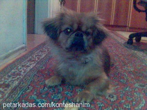 kontes Dişi Tibetli Spaniel