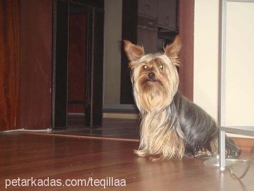 teqila Erkek Yorkshire Terrier