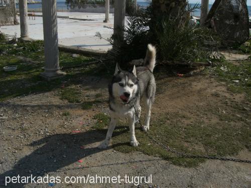 ice Erkek Sibirya Kurdu (Husky)