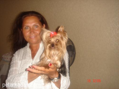 zafira Dişi Yorkshire Terrier