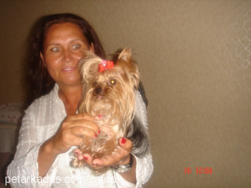 zafira Dişi Yorkshire Terrier