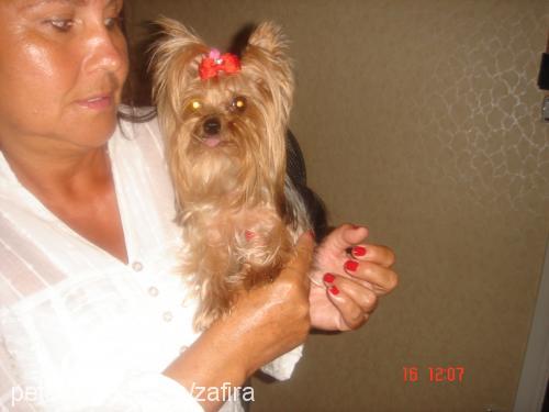 zafira Dişi Yorkshire Terrier