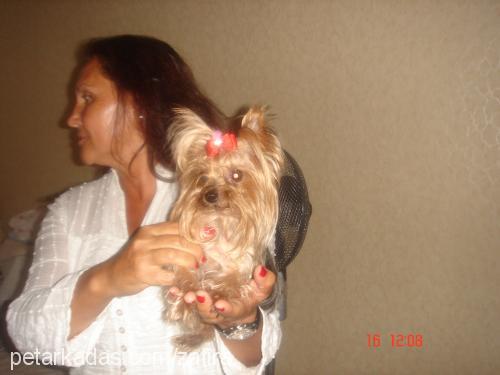 zafira Dişi Yorkshire Terrier