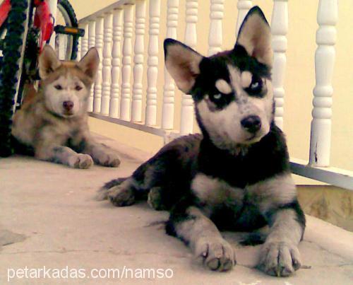 beter Dişi Sibirya Kurdu (Husky)