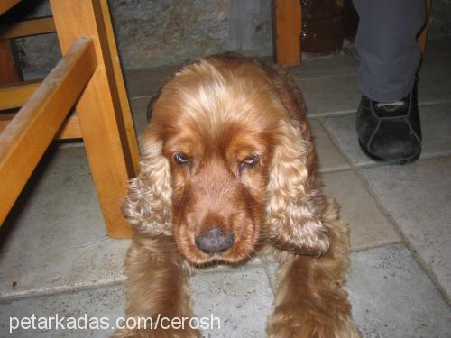 panço Erkek İngiliz Cocker Spaniel