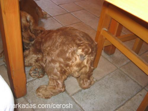 panço Erkek İngiliz Cocker Spaniel