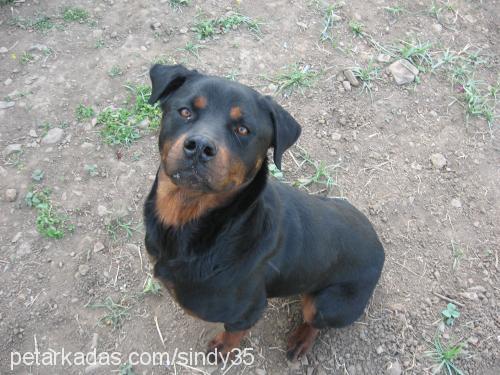 sindy Dişi Rottweiler