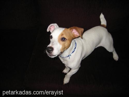 jack Erkek Jack Russell Terrier