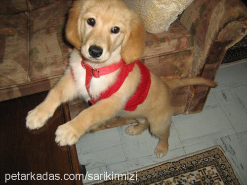 lisa Dişi Golden Retriever