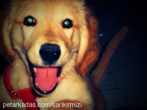 lisa Dişi Golden Retriever