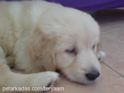 paşa Erkek Golden Retriever