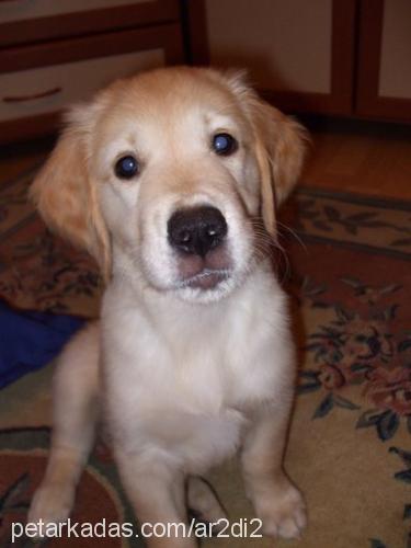 barni Erkek Golden Retriever