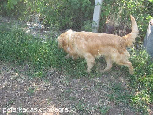 reyna Erkek Golden Retriever