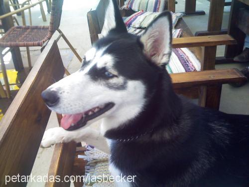 maya Dişi Sibirya Kurdu (Husky)