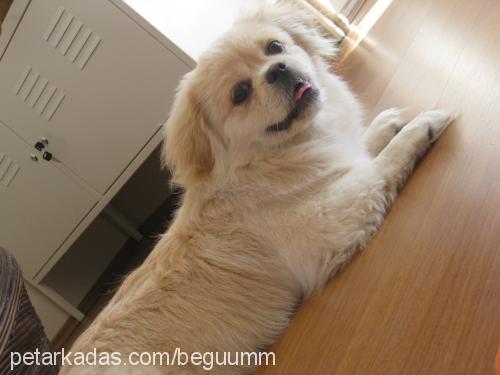 jess Erkek Pekingese