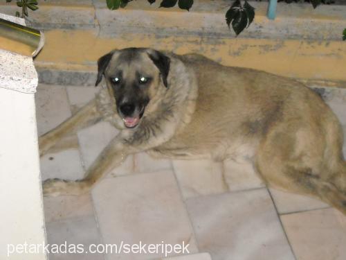 pars Erkek Kangal