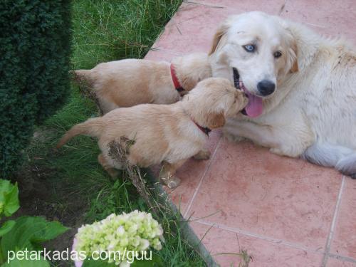 lizapaşabaytar Dişi Golden Retriever