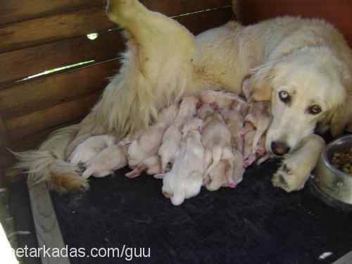 lizapaşabaytar Dişi Golden Retriever