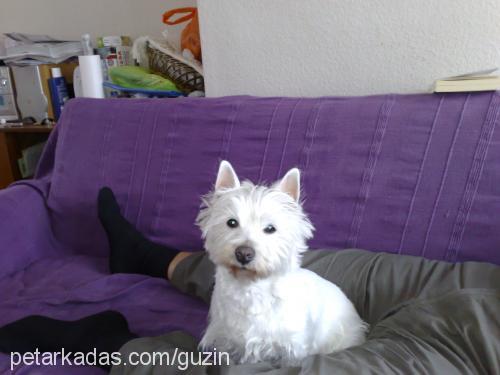 lily Dişi West Highland White Terrier