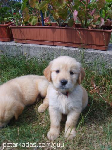 lizaaa Dişi Golden Retriever