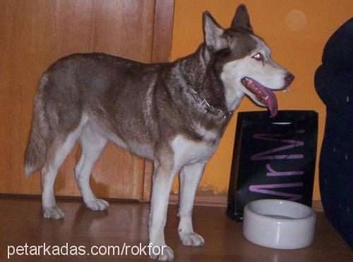 rokfor Dişi Sibirya Kurdu (Husky)