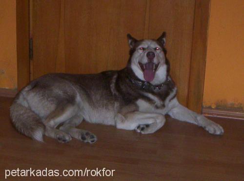 rokfor Dişi Sibirya Kurdu (Husky)