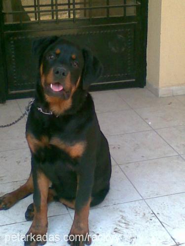 rackyyÇalinndia Erkek Rottweiler