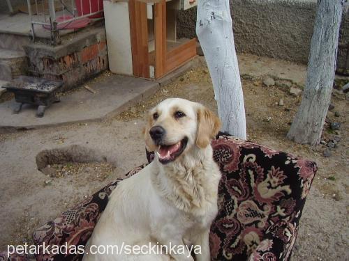 çakıl Dişi Golden Retriever