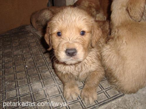 liwya Dişi Golden Retriever