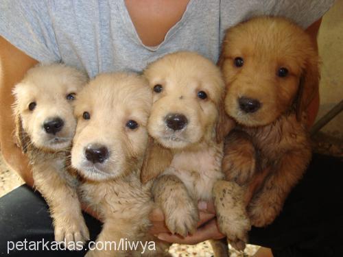 liwya Dişi Golden Retriever