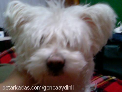 ophelia Dişi West Highland White Terrier