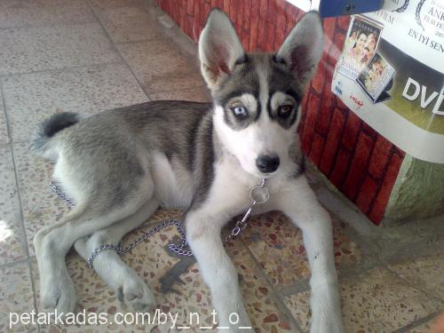 sıla Dişi Sibirya Kurdu (Husky)