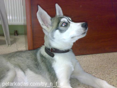 sıla Dişi Sibirya Kurdu (Husky)