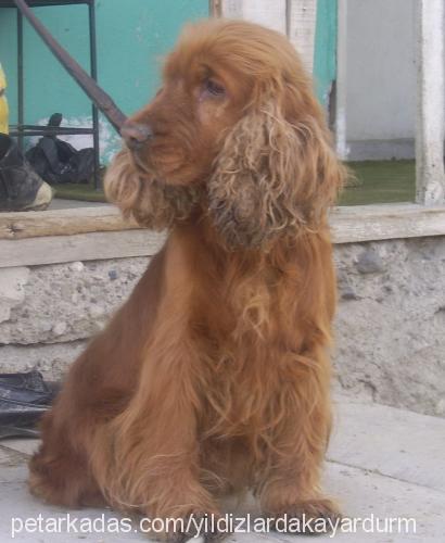 zilli Dişi İngiliz Cocker Spaniel