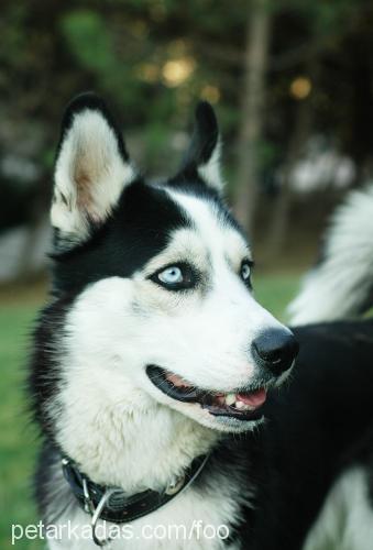 foo Erkek Sibirya Kurdu (Husky)