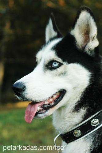 foo Erkek Sibirya Kurdu (Husky)